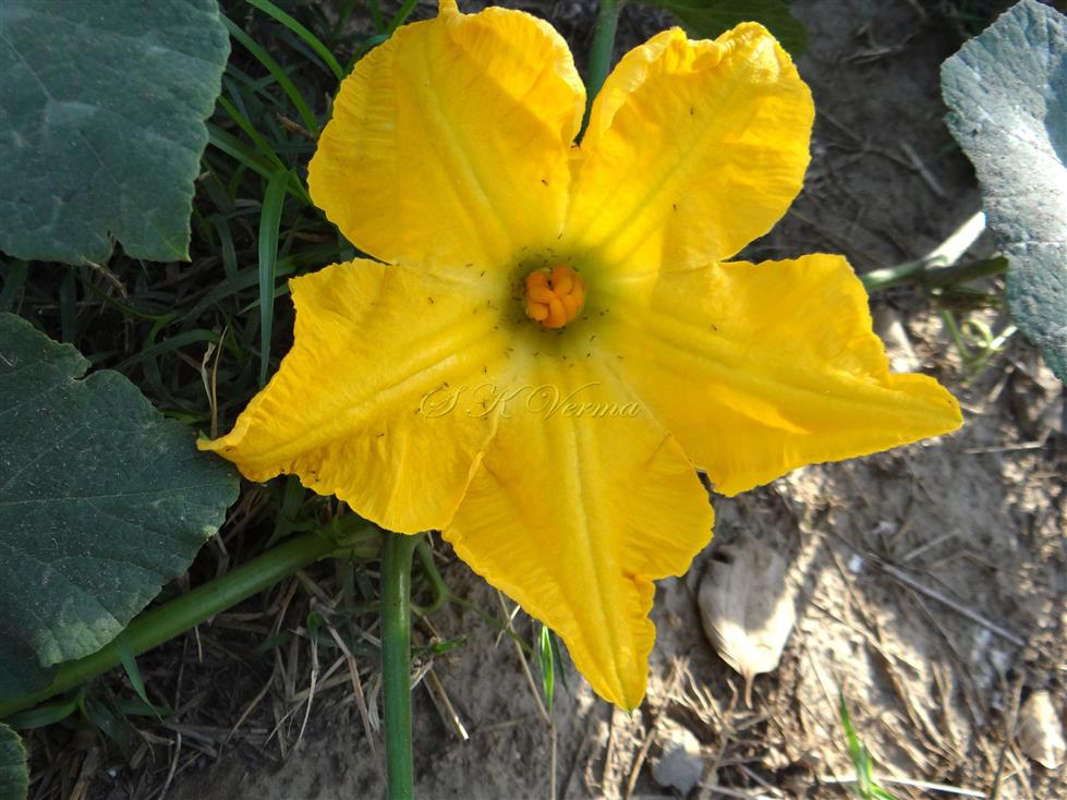  Female flower